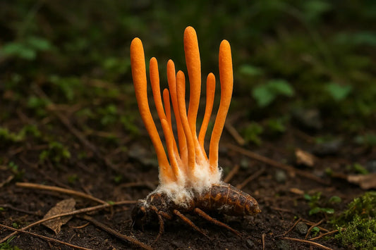 Cordyceps: Fueling Energy and Endurance Naturally